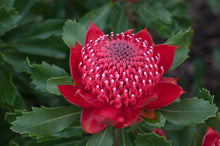 Load image into Gallery viewer, TELOPEA SPECIOSISSIMA &#39;ENCHANTED RED&#39;
