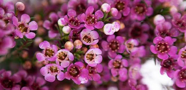 CHAMELAUCIUM DELLA GERALDTON WAXFLOWER