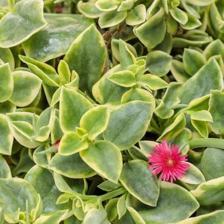 DOROTHEANTHUS BELLIDIFORMIS 'MEZOO TRAILING RED'