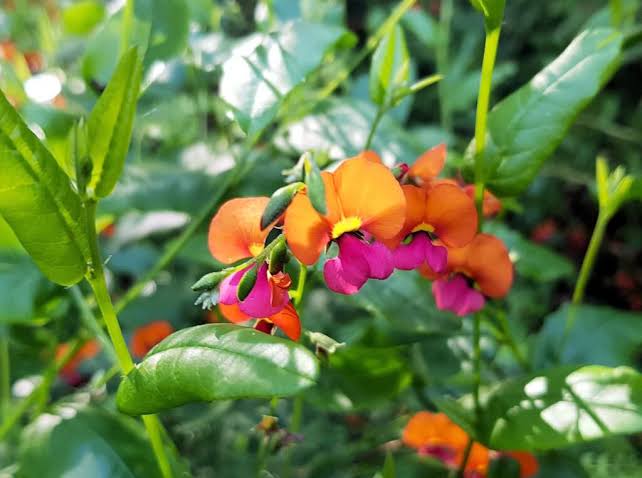 CHORIZEMA CORDATUM - HEART LEAFED FLAME PEA