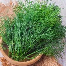 DILL ANETHUM GRAVEOLENS