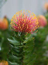 LEUCOSPERMUM PATERSONII CARNIVAL RTM COAST
