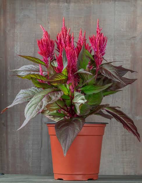 CELOSIA 'BURNING EMBERS'
