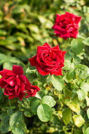 ROSA 'AVON' HYBRID TEA ROSE
