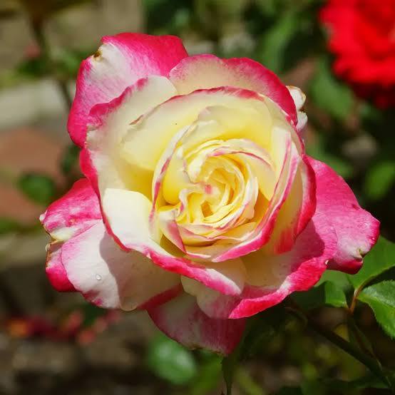 ROSA 'DOUBLE DELIGHT' ROSE