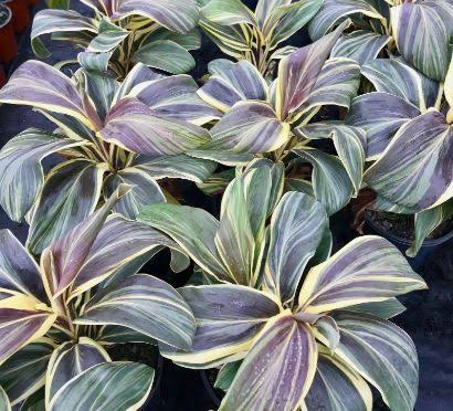 CORDYLINE FRUTICOSA 'CHOCOLATE QUEEN'