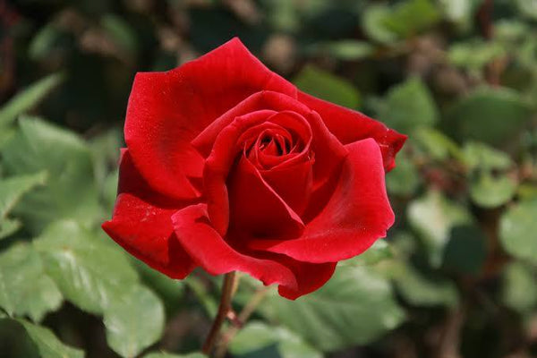 ROSA 'MR LINCOLN' ROSE