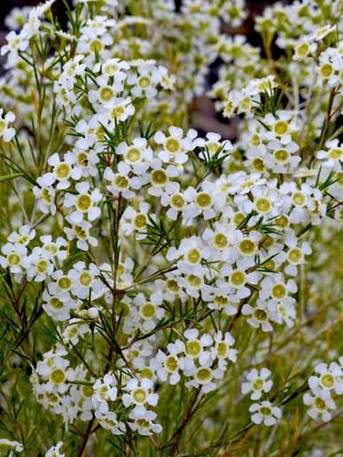 CHAMELAUCIUM ALBA