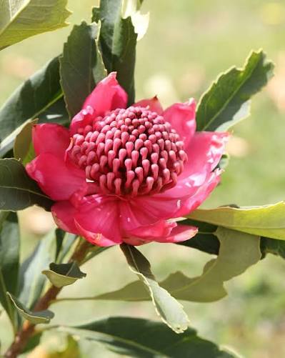 TELOPEA 'ENCHANTED DAWN' WARATAH
