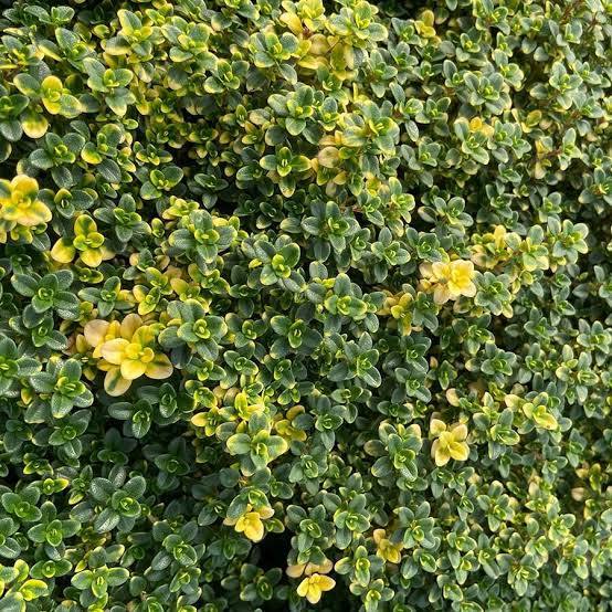 THYME 'LEMON'