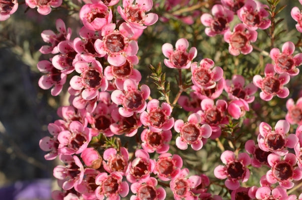 CHAMELAUCIUM 'SARAHS DELIGHT' GERALDTON WAX