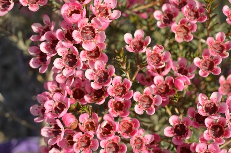 CHAMELAUCIUM 'SARAHS DELIGHT' GERALDTON WAX