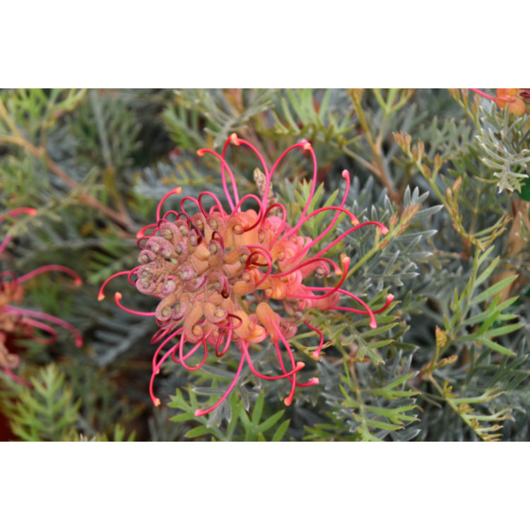 GREVILLEA SOOPA DOOPA