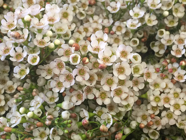 CHAMELAUCIUM 'MORNING DELIGHT' GERALDTON WAX