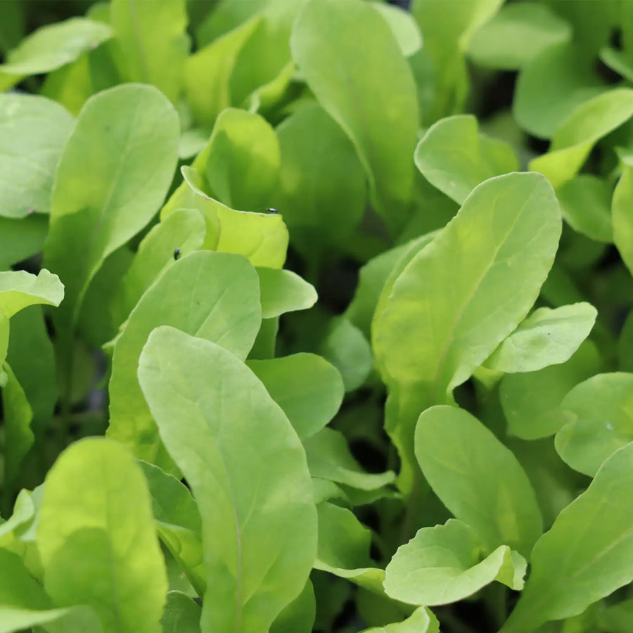ROCKET - SALAD ERUCA