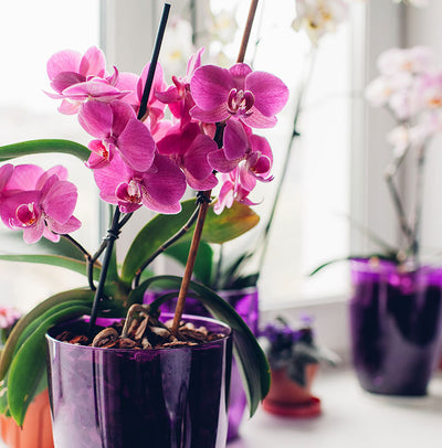 Indoor Plants