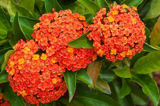 IXORA PRINCE OF ORANGE