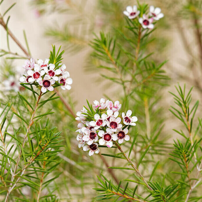 CHAMELAUCIUM JACKIE SUE - WAXFLOWER