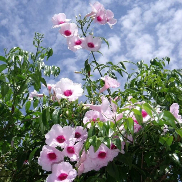 PANDOREA JASMINOIDES DARK PINK Sydney's Plant Market
