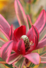 Load image into Gallery viewer, LEUCADENDRON JESTER
