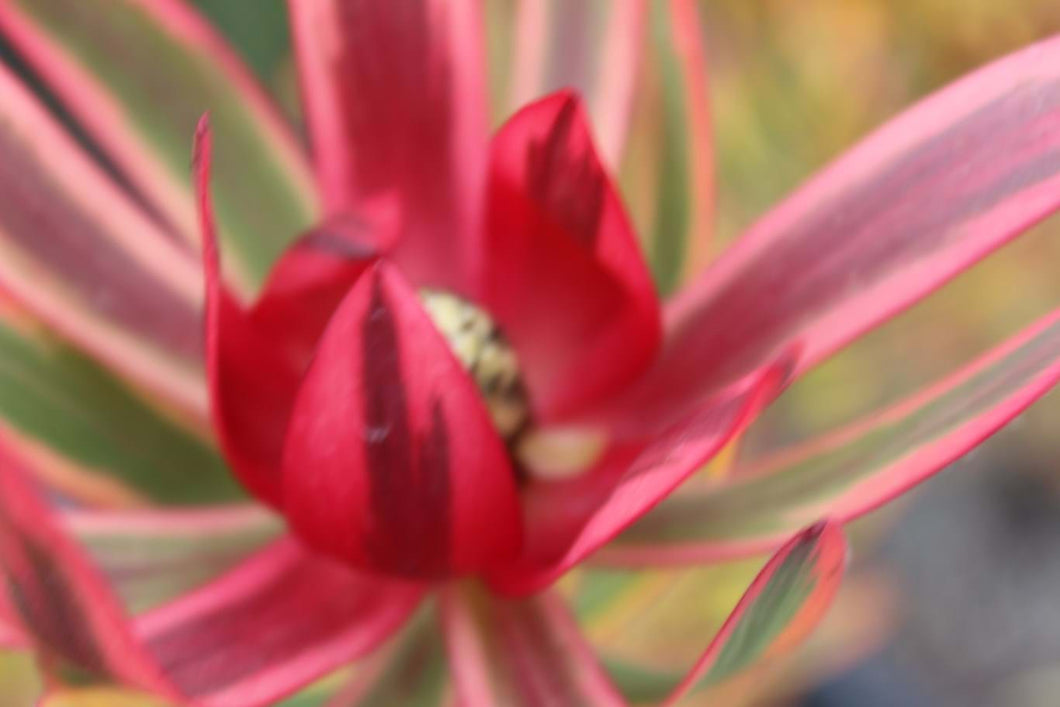 LEUCADENDRON JESTER