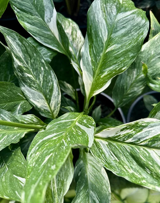 SPATHIPHYLLUM JET DIAMOND