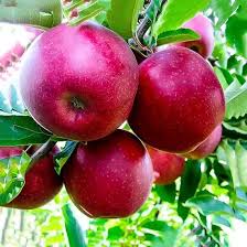 JONATHAN APPLE TREE Sydney's Plant Market