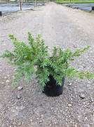 JUNIPERUS CONFERTA  200MM Sydney's Plant Market