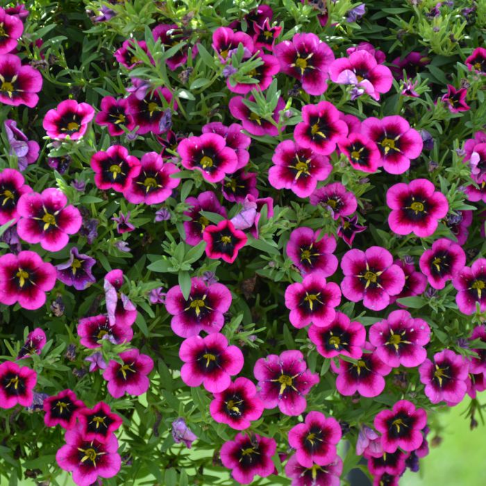 CALIBRACHOA GOODNIGHT KISS