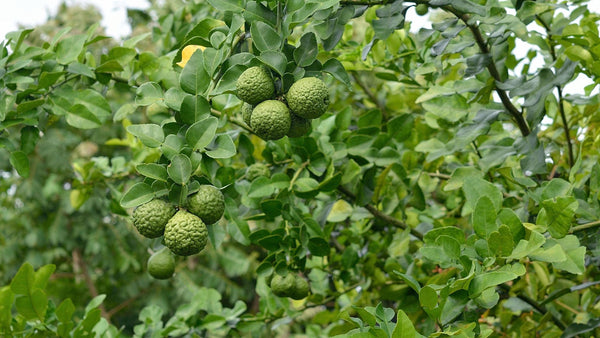 Kaffir Lime Sydney's Plant Market