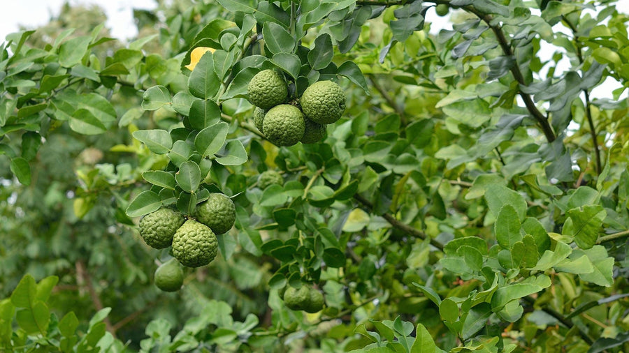 Kaffir Lime Sydney's Plant Market