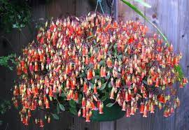 KALANCHOE FREEDOM BELLS BASKET