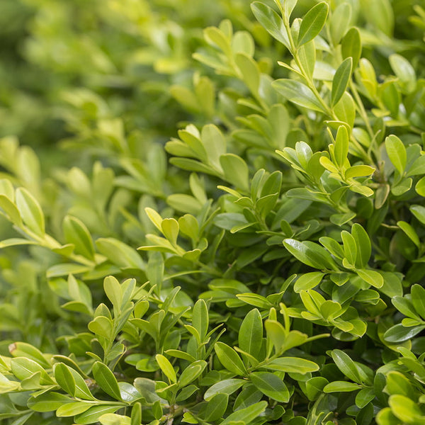 Buxus microphylla -  Korean buxus - Sydney's Plant Market