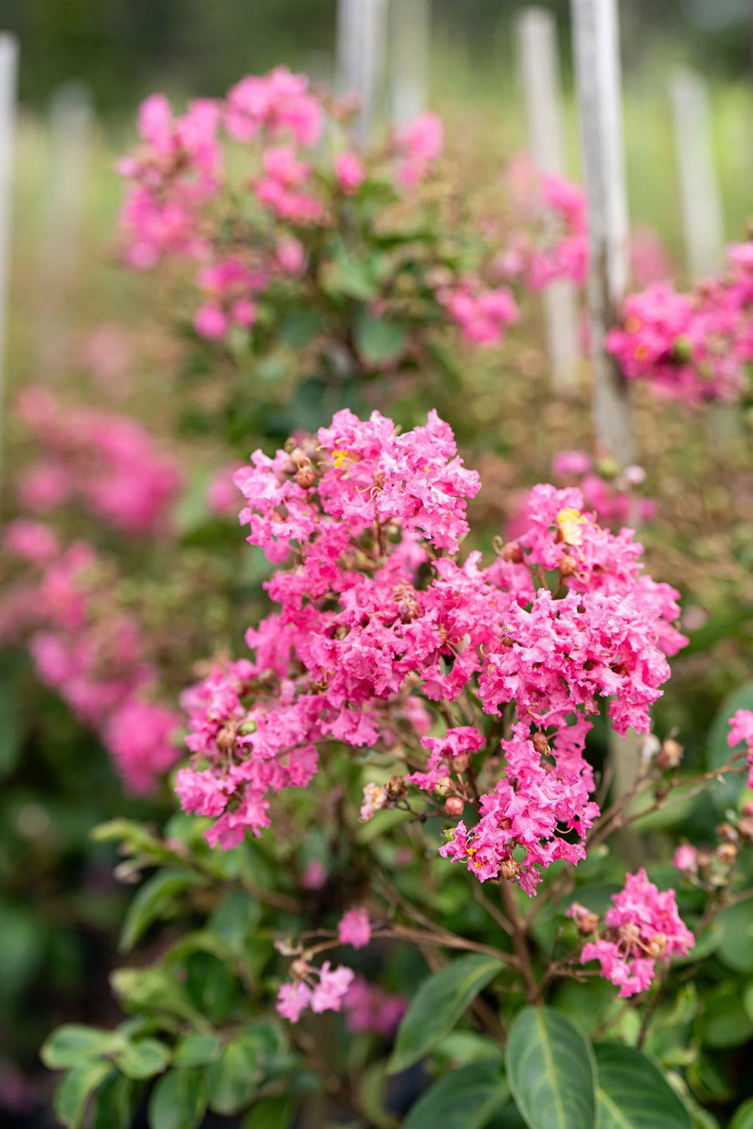 CREPE MYRTLE LAGERSTROEMIA HOPI