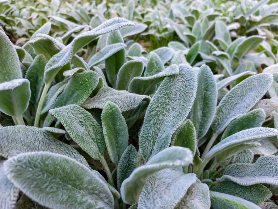 STACHYS LANATA -LAMBS EAR Sydney's Plant Market