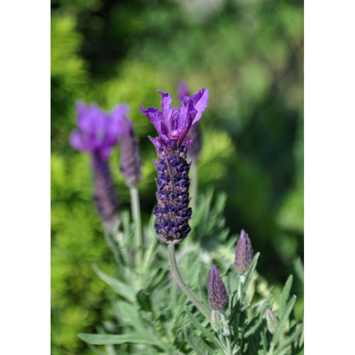 LAVENDER BIG NIGHT Sydney's Plant Market