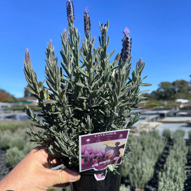 LAVENDER PEDUNCULATA LA DIVA