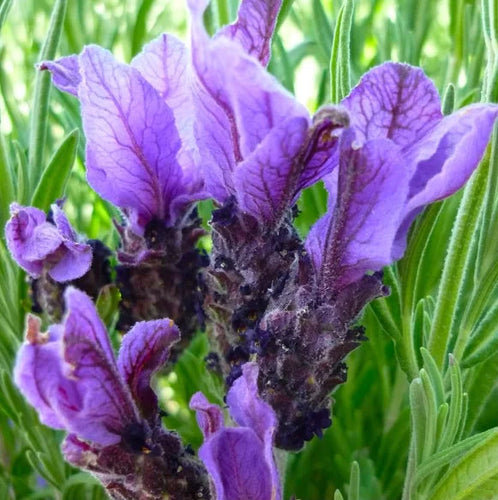 LAVENDER X PENDUNCULATA SENSATION DOUBLE PURPLE Sydney's Plant Market
