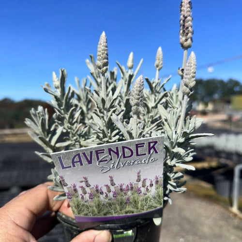 LAVENDER SILVERADO PURPLE Sydney's Plant Market