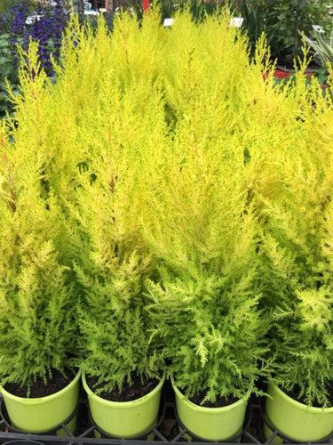 CUPRESSUS LEMON SCENTED CONIFER 200MM Sydney's Plant Market