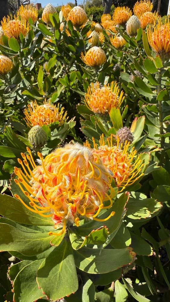 LEUCOSPERMUM MURII CALYPSO GOLD