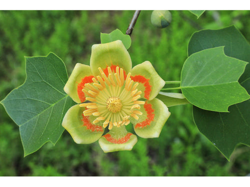 LIRIODENDRON TULIPIFERA TULIP TREE Sydney's Plant Market
