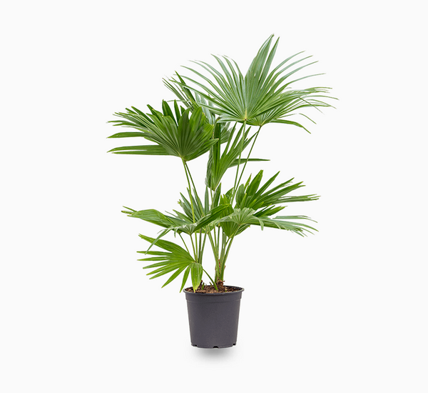 LIVISTONA CHINENSIS - CHINESE FAN PALM Sydney's Plant Market