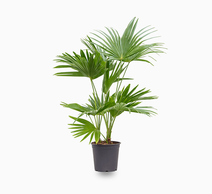 LIVISTONA CHINENSIS - CHINESE FAN PALM