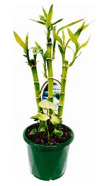 DRACAENA SANDERIANA LUCKY BAMBOO CERAMIC POTS Sydney's Plant Market
