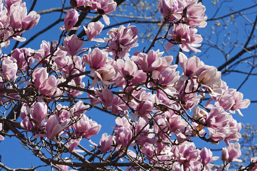 MAGNOLIA SOULANGEANA