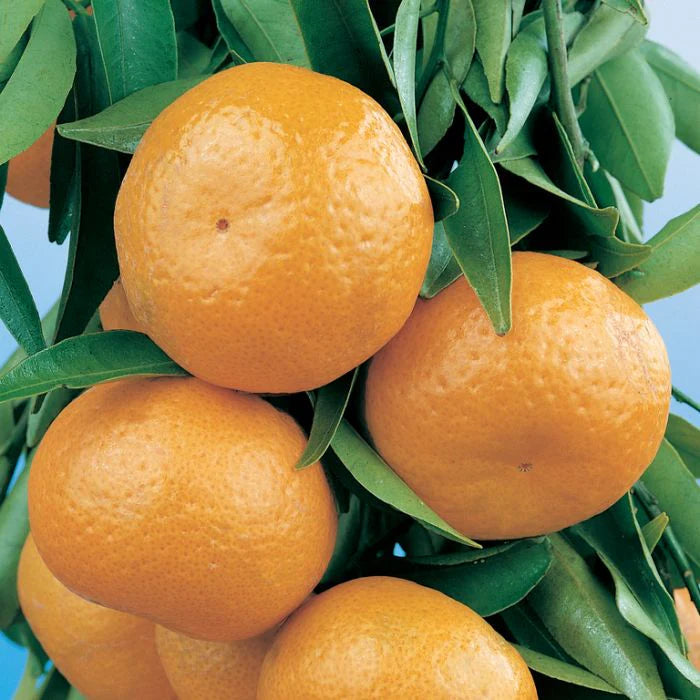 CITRUS DWARF MANDARIN IMPERIAL Sydney's Plant Market