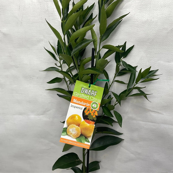 DWARF IMPERIAL MANDARIN Sydney's Plant Market