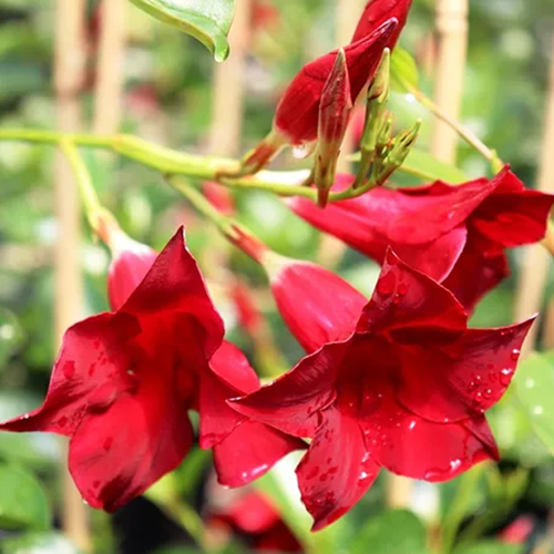 Mandevillea Aloha Dark Red PBR Sydney's Plant Market