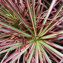DRACAENA MARGINATA COLORAMA Sydney's Plant Market